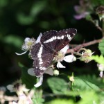 White admiral