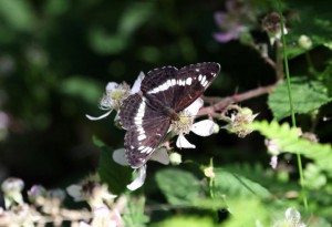 White admiral