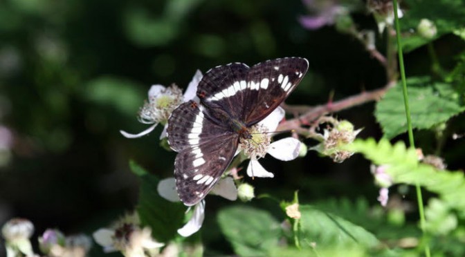 White admiral