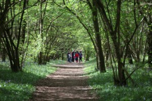 View of Oakley Wood