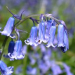 Bluebell