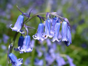 Bluebell