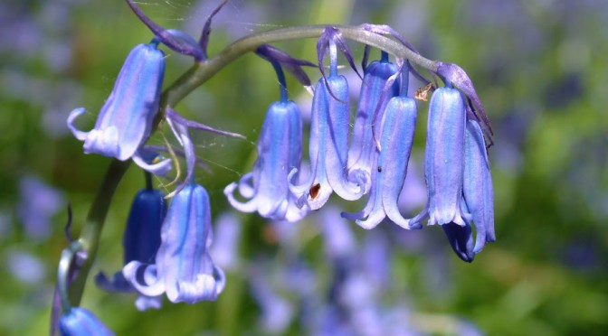 Bluebell