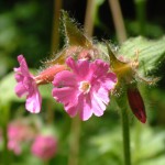 Red campion