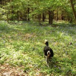 Max enjoying Oakley Wood