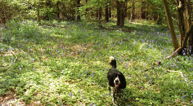 Max enjoying Oakley Wood