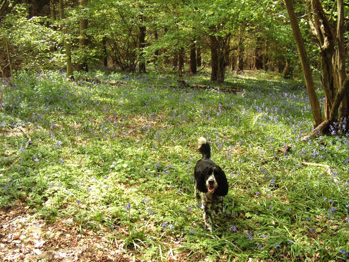Max enjoying Oakley Wood