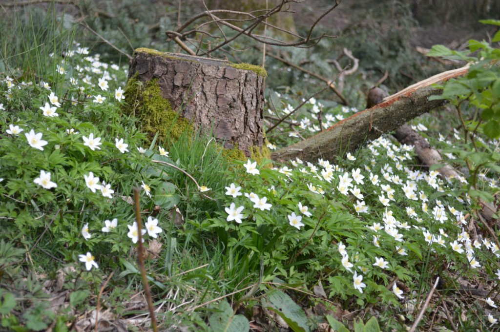 Wood anemones