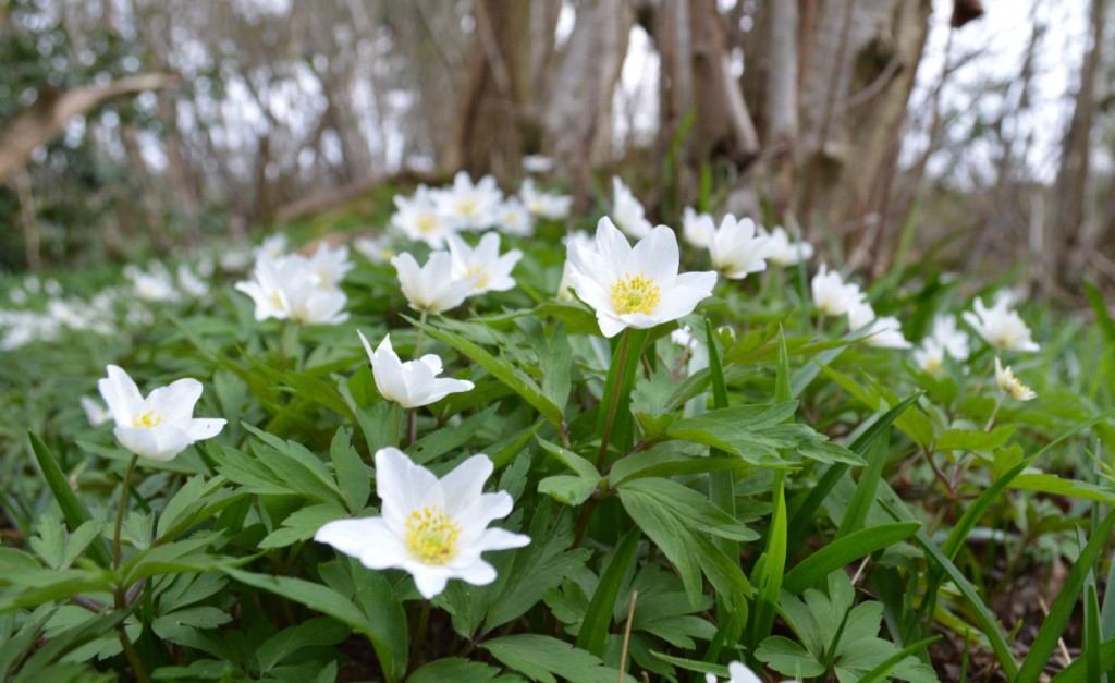 Wood anemone