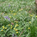 Anemone, celandine and bluebells