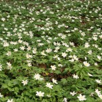 Wood anemone