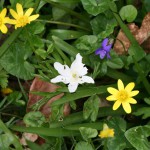 Anemone, celandine and dog violet