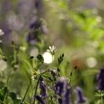 Stitchwort