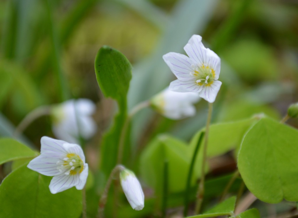 Wood sorrel