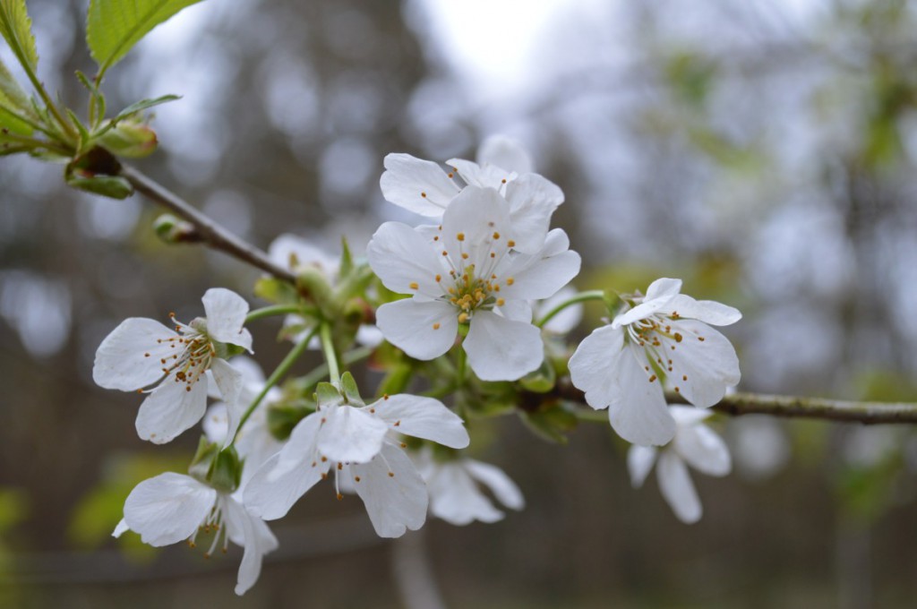 Cherry blossom