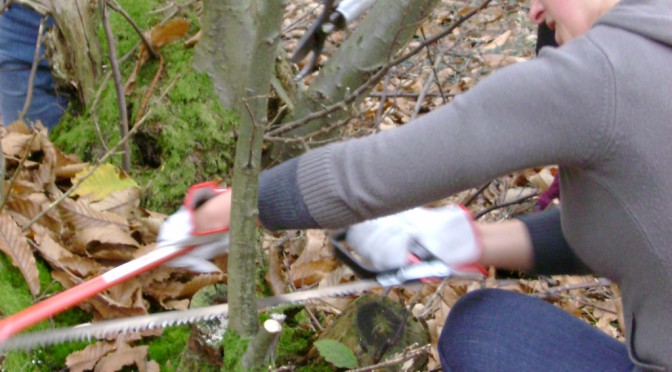 Coppicing