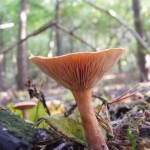 A fungus in Oakley Wood