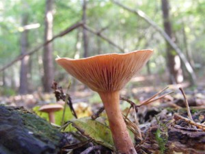 A fungus in Oakley Wood