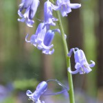 Bluebell