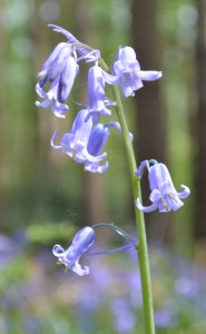 Bluebell