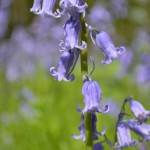 Bluebell