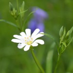 Stitchwort