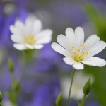 Stitchwort