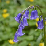 Bluebell amongst celandines