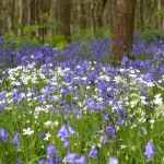 Bluebells and stitchwort