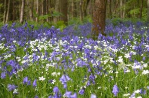 Bluebells and stitchwort