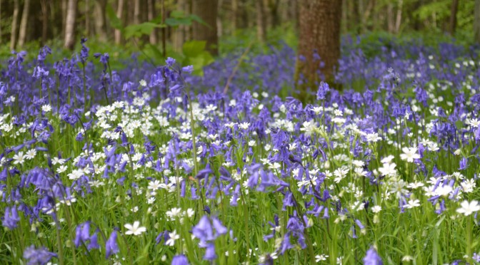 Bluebells and stitchwort