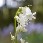 White bluebell