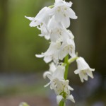 White bluebell