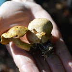 Pseudoboletus parasiticus