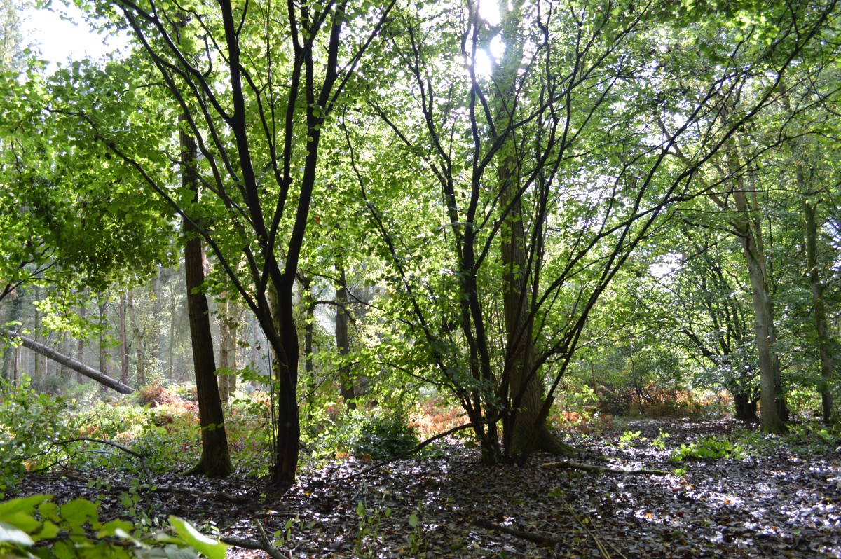 the coppice woodland