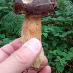 Bay bolete