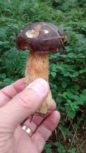 Bay bolete