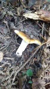 Common Yellow Russula