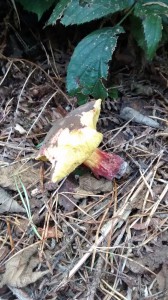 Red-cracked bolete