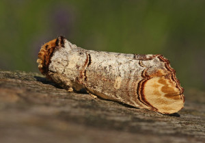 Buff-tip moth