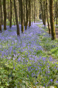 Bluebell walk