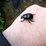 Dor beetle