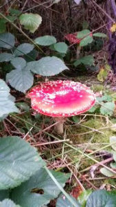 Fly agaric