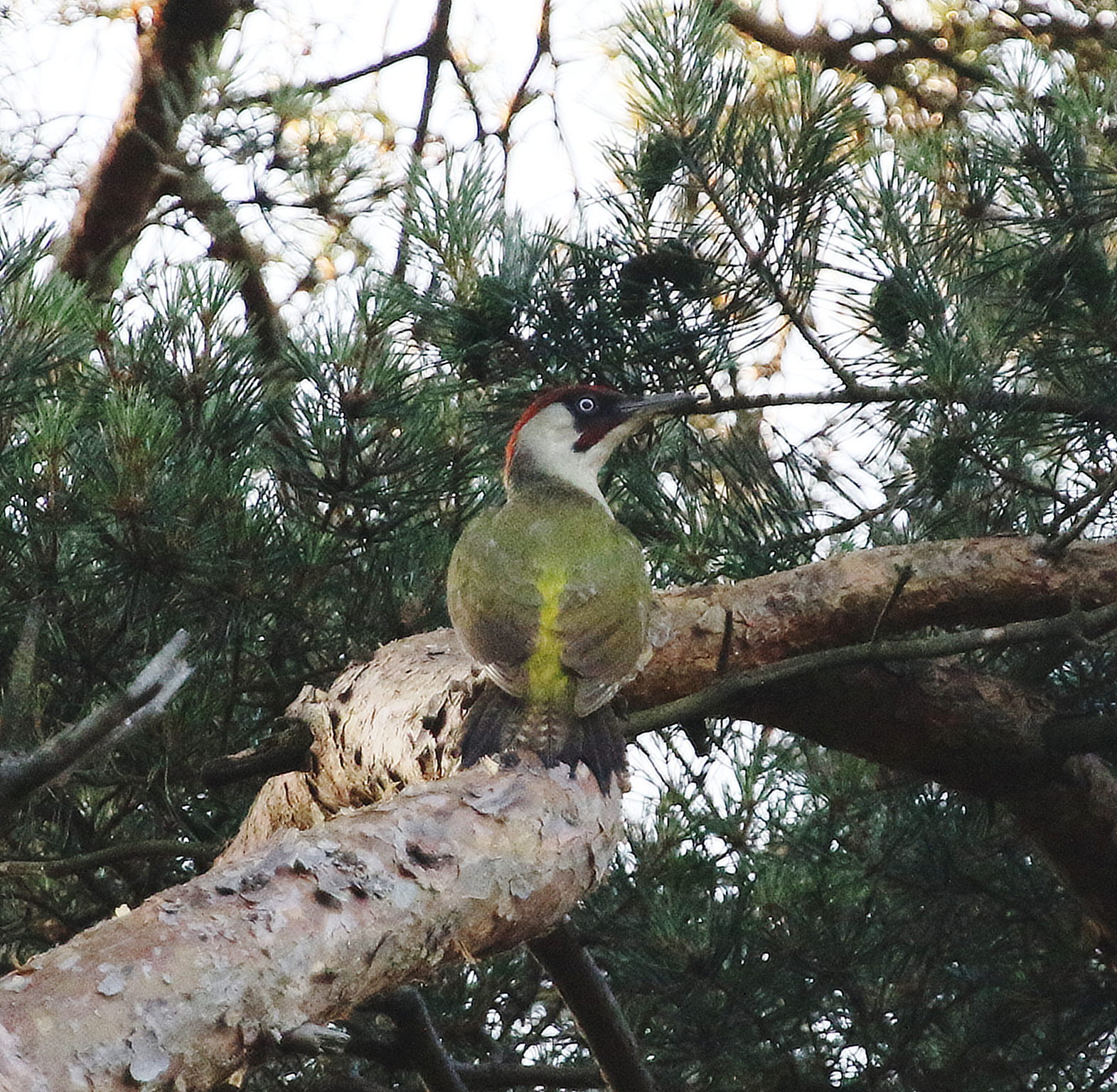 Green Woodpecker