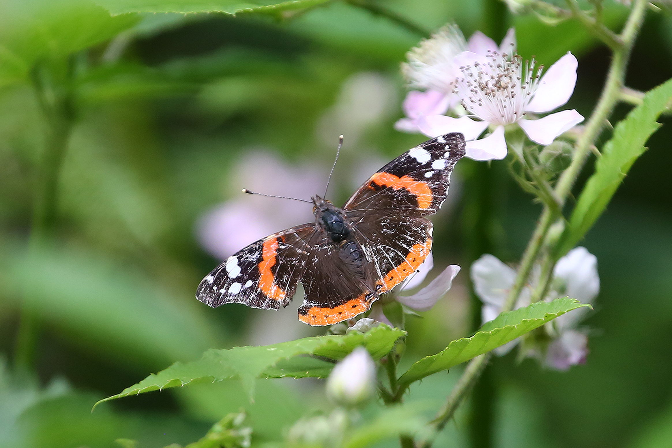 Red Admiral