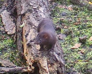 Mink