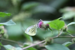 Green veined white