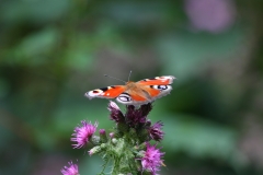 Red admiral