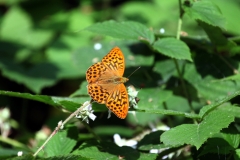 Silver washed fritillary