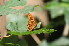 Silver washed fritillary